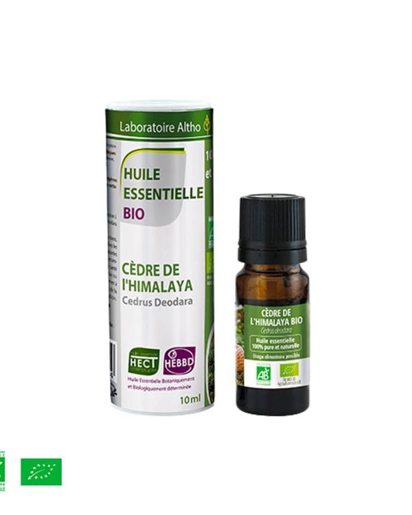Cedar himalajski / Cedrus deodara