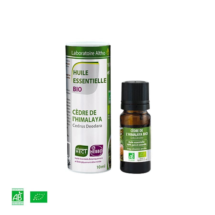 Cedar himalajski / Cedrus deodara