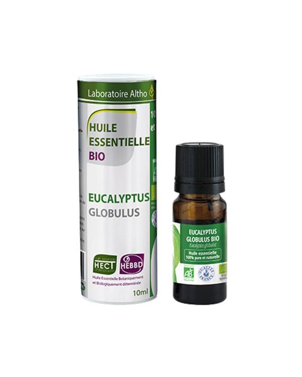 Eukaliptus globulus / Eucalyptus globulus