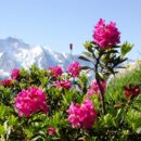 Alpine Rose Active / Ekstrakt lista alpske ruže