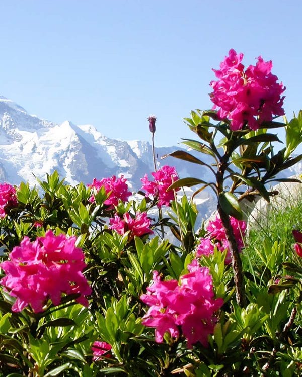 Alpine Rose Active / Ekstrakt lista alpske ruže
