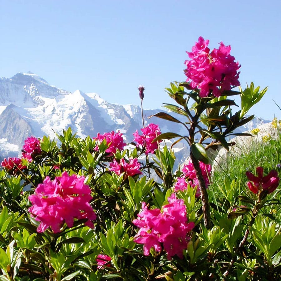 Alpine Rose Active / Ekstrakt lista alpske ruže