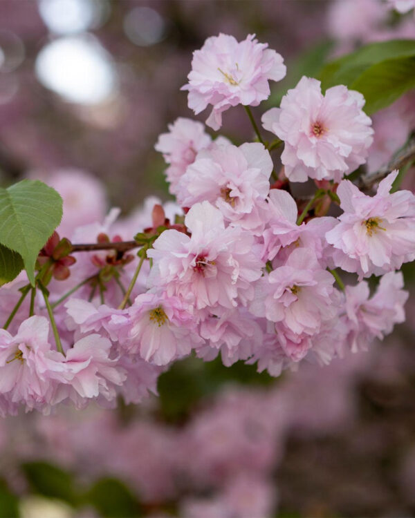 ABS Cherry Blossom Extract OS / Ekstrakt cvijeta trešnje