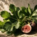 Fig Leaf / Kozmetički miris