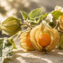 Physavie / Physalis angulata